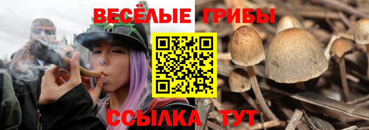Псилоцибиновые грибы Cubensis Прокопьевск